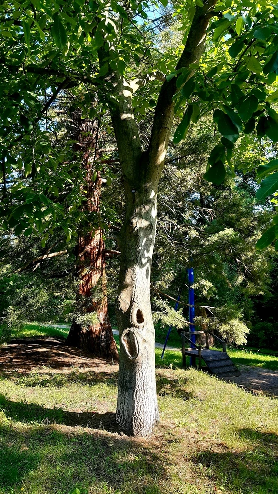 Der Baum mit dem 😲 Gesicht (oder so ähnlich 😂).