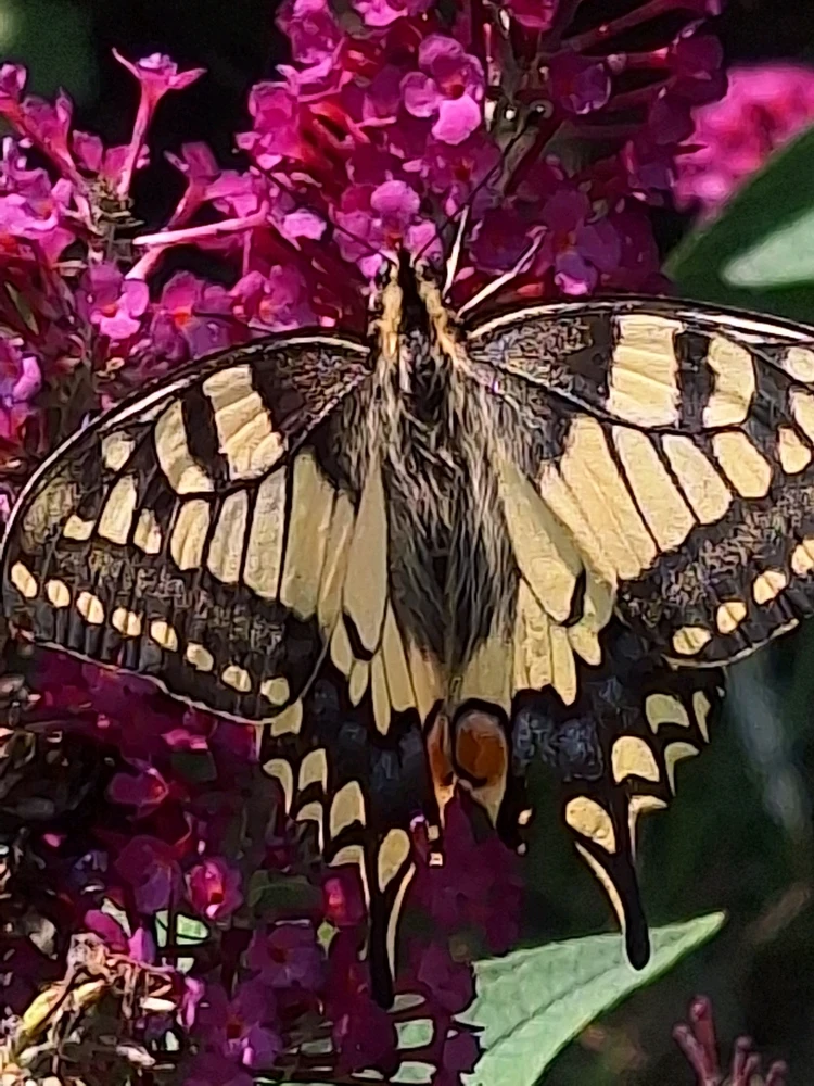 Bild hochgeladen von Herbert = ᚺᛖᚱᛒᛖᚱᛏ