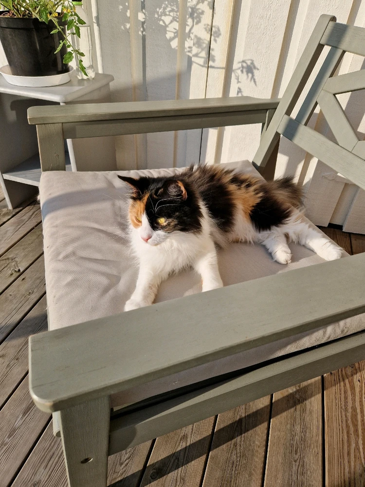 Bild uppladdad av Angelica