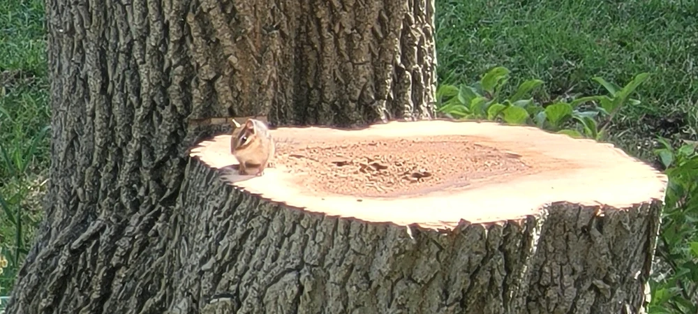 Bring your own peanuts 🥜 !