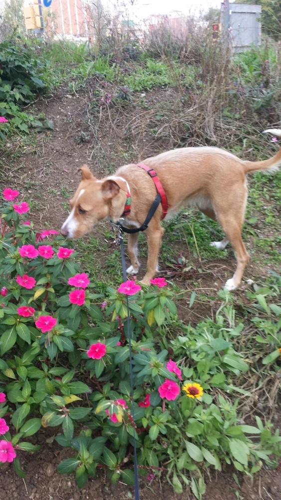 Imatge pujada per Susannah