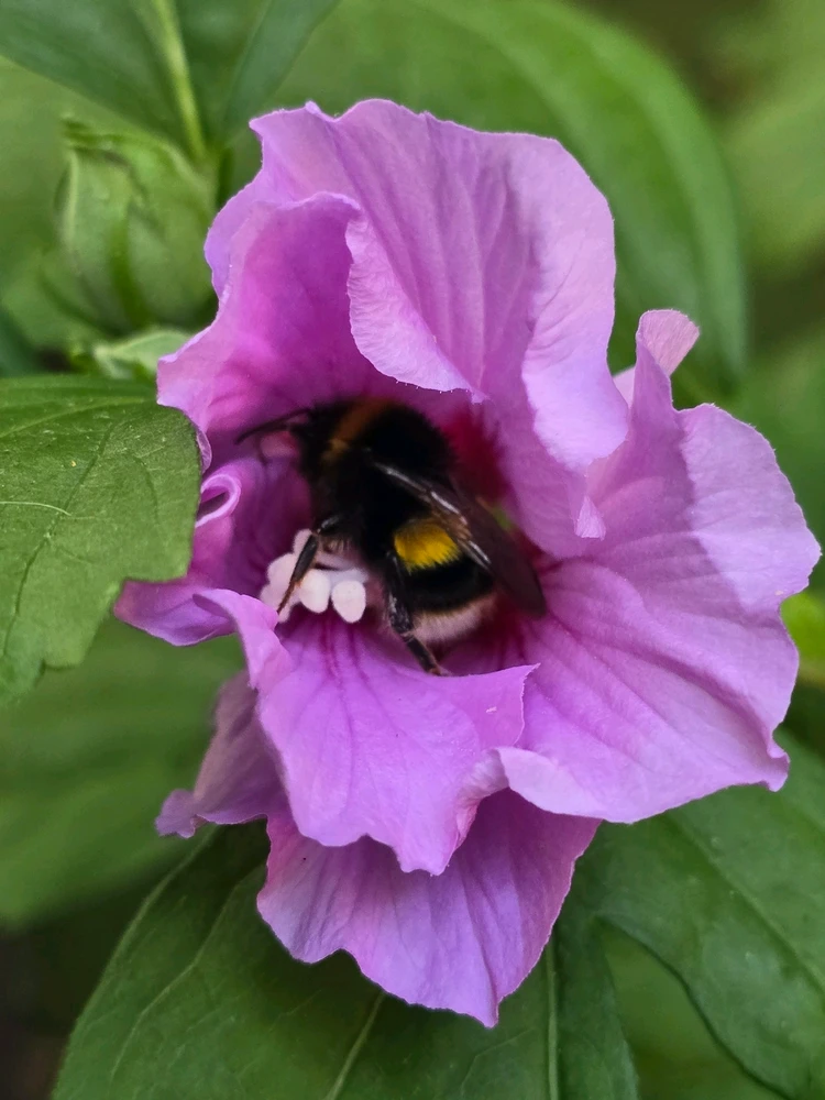 Image uploaded by C