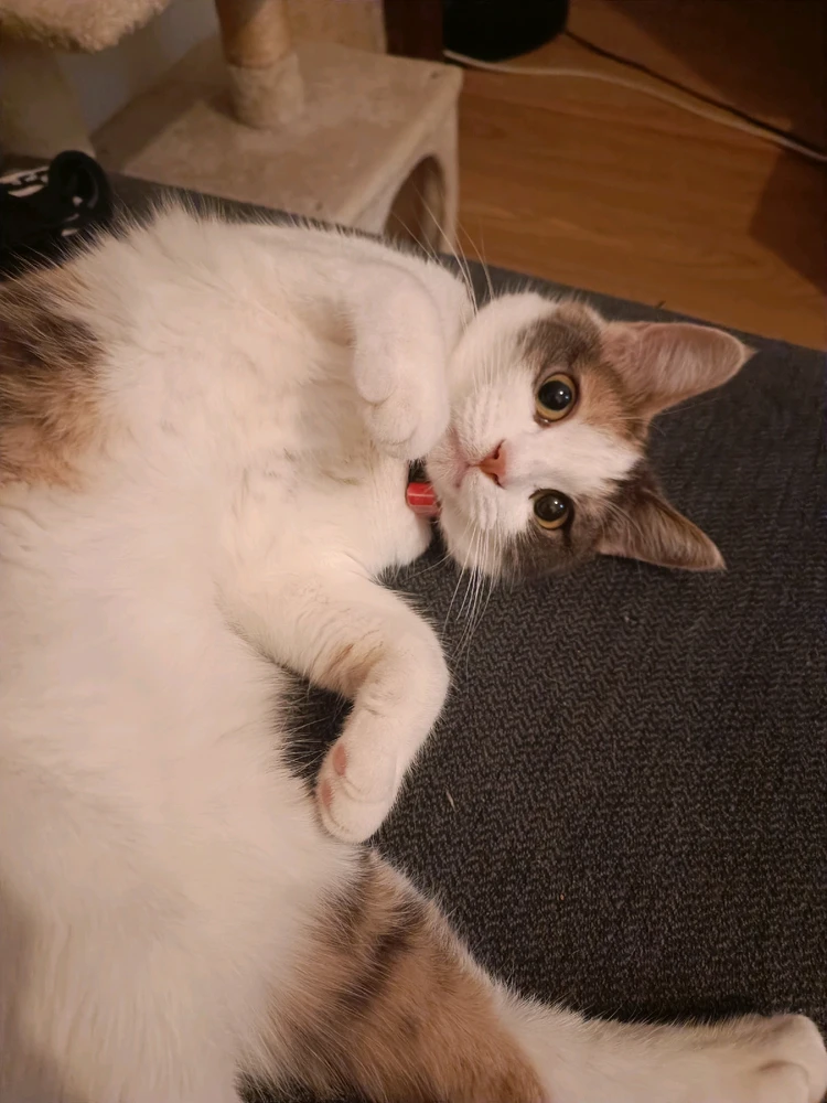 Imagen subida por Kookie