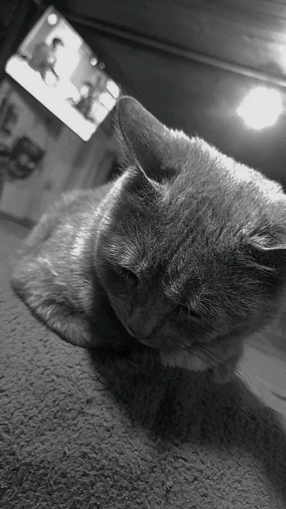 Prent opgelaai deur bansse