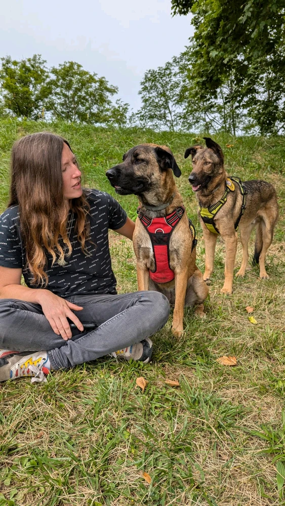 Laïka (femelle) avec le harnais rouge et Sisko (mâle) avec le harnais jaune.