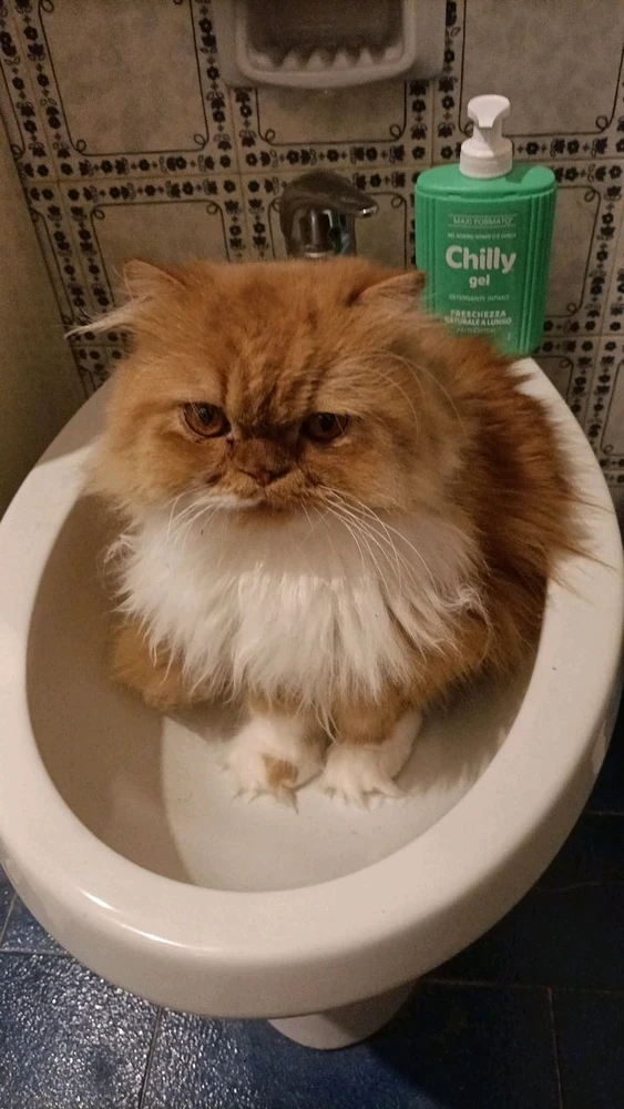 Immagine caricata da Alessandro