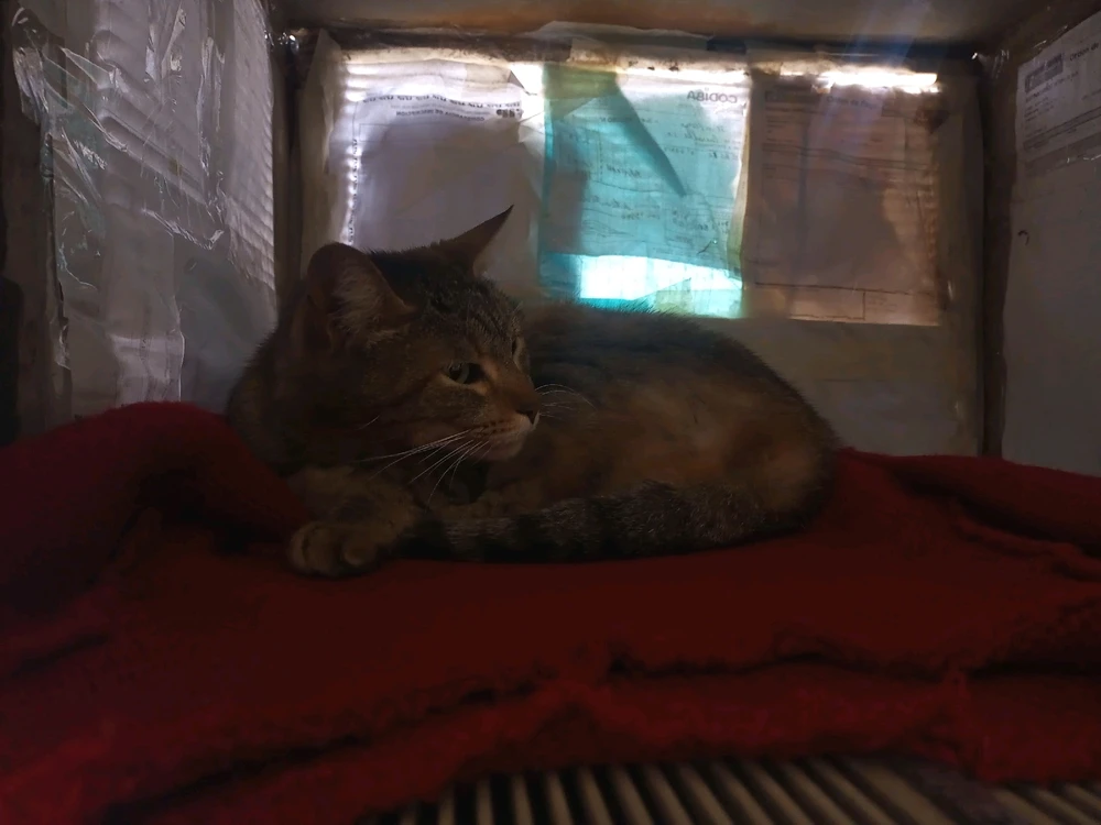 Imagen subida por Exequiel