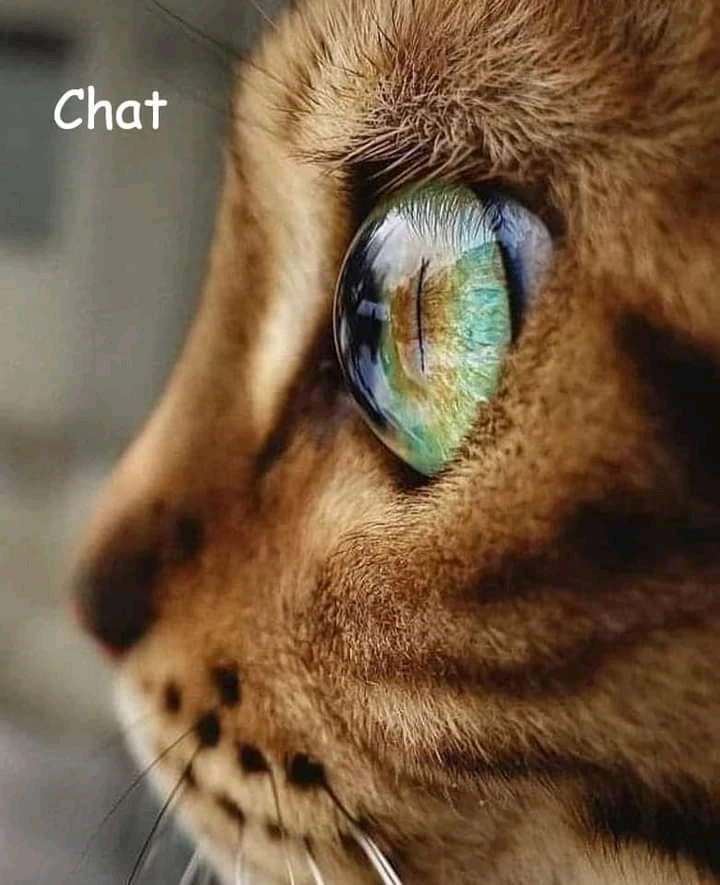 Выява загружана Sylvain