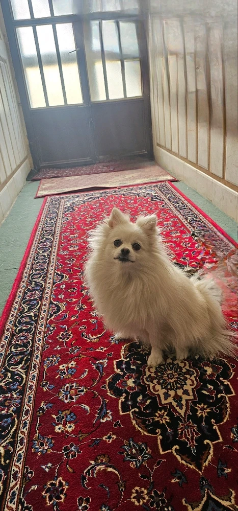 تصویر آپلود شده توسط پارسا