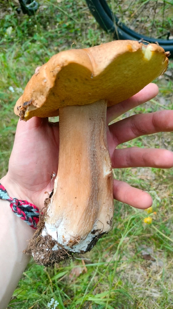 Выява загружана Teratos Genes