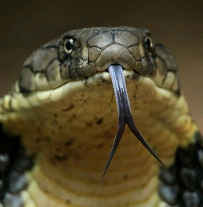 King cobra 