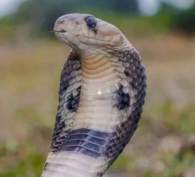 Spectacled cobra 