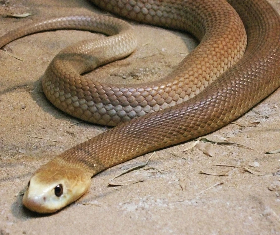 Taipan