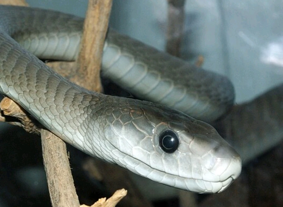 Black Mamba 