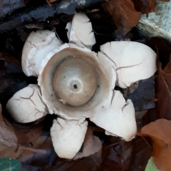 Bild hochgeladen von Herbert = ᚺᛖᚱᛒᛖᚱᛏ