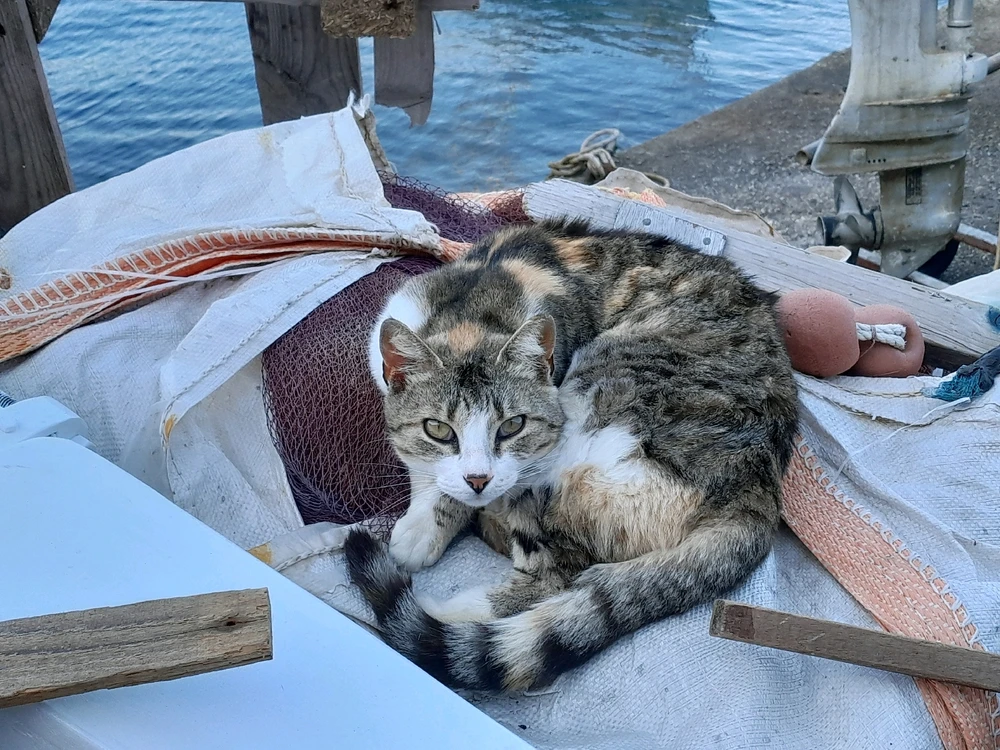 Image uploaded by Michalis