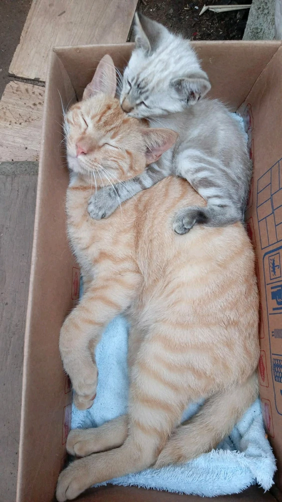 Imagem enviada por Biah_C