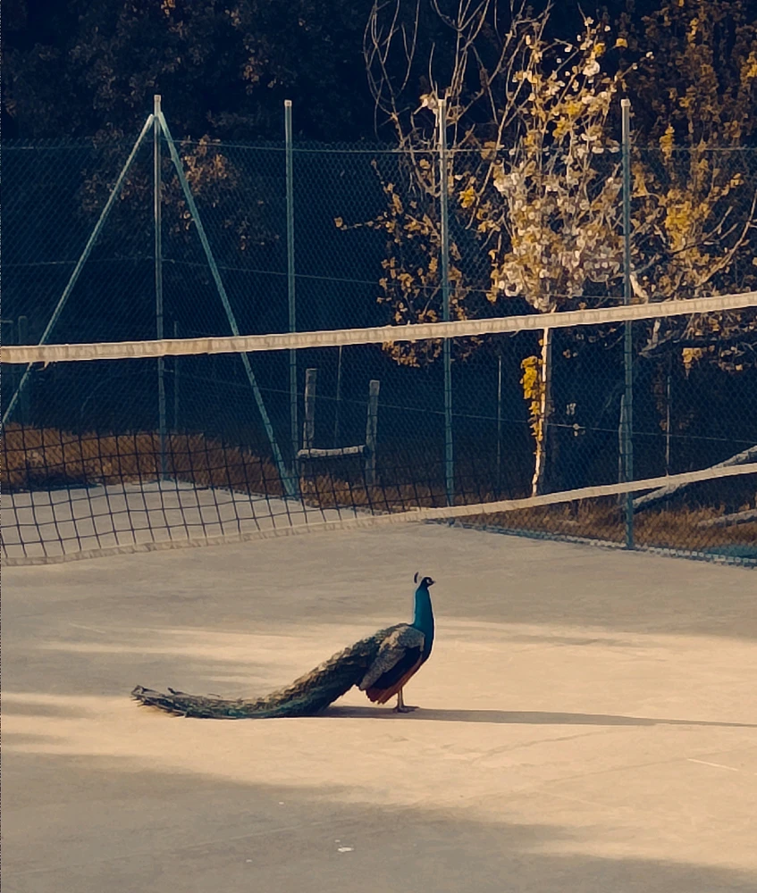 Immagine caricata da Giulio