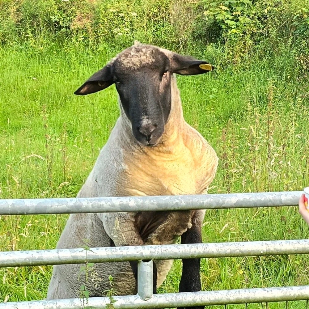 Bild hochgeladen von Klaus