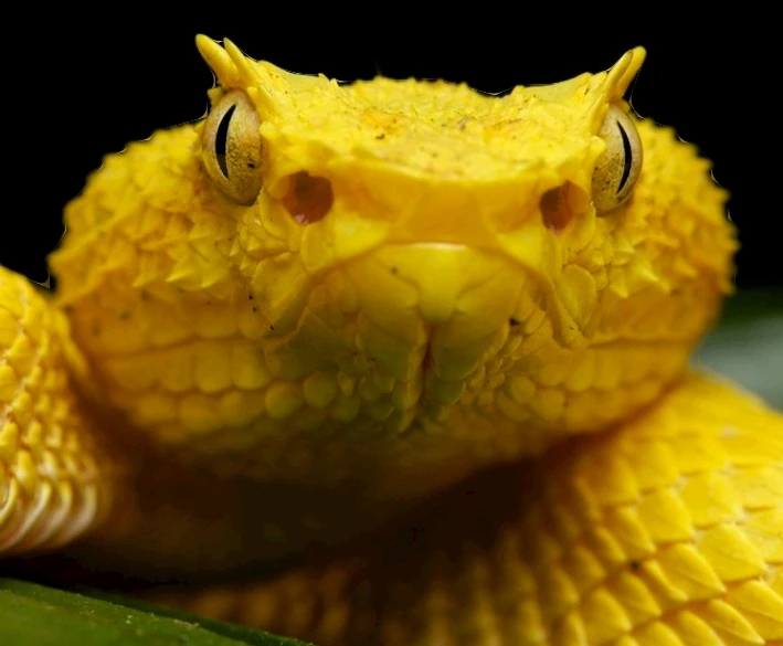 Horned palm Rattlesnake 