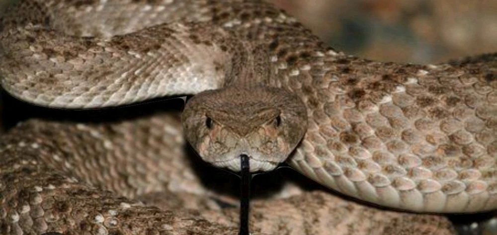 Western Diamondback rattlesnake 