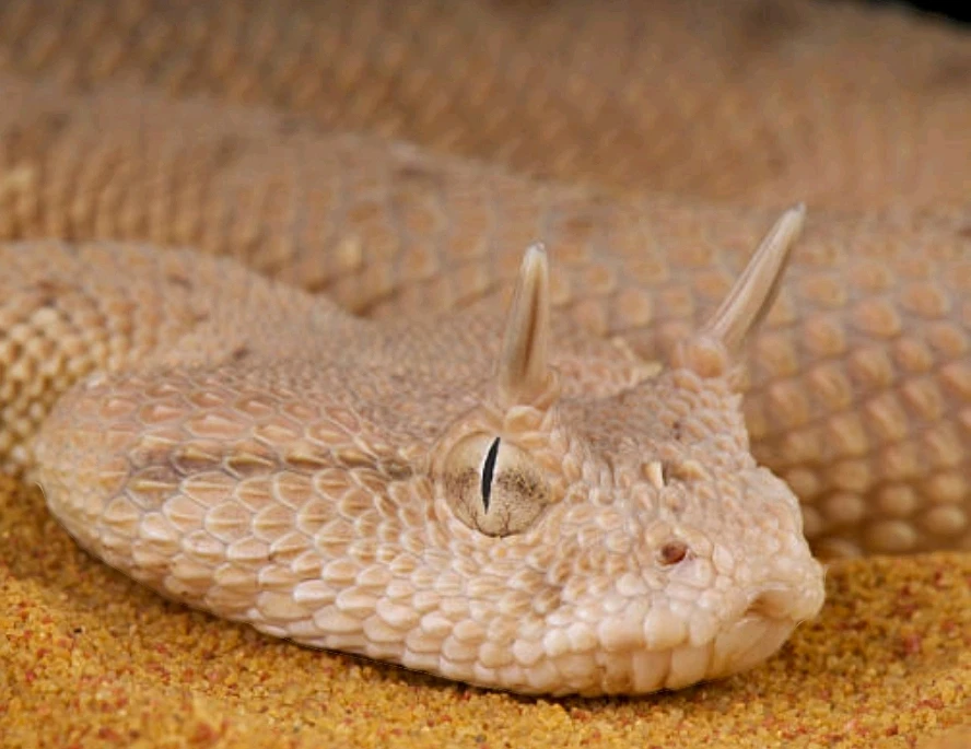 Sidewinder rattlesnake 