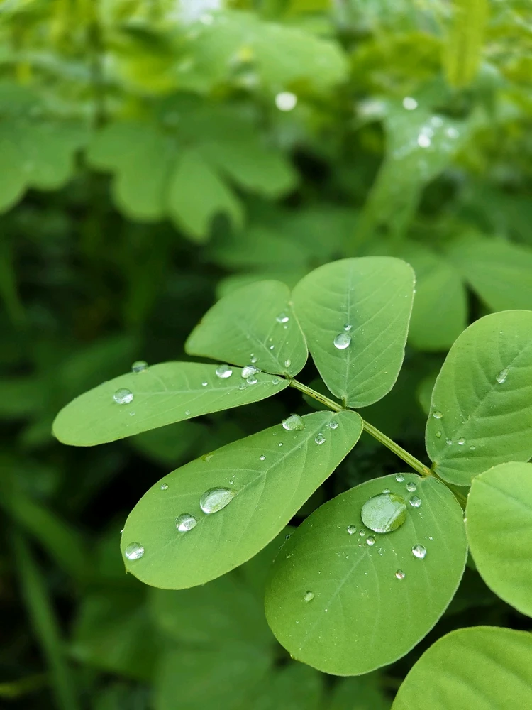 This is a beautiful close-up shot of dewdrops on leaves! The water droplets are crystal clear and perfectly reflect the light