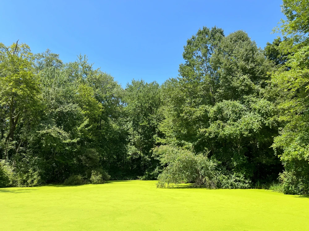 Pond algae covering the local watering hole. Sunny day, gorgeous weather, and some frogs singing a chorus. What's better?