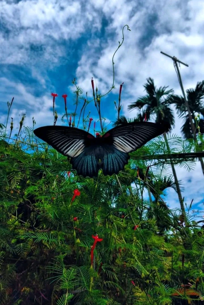 Image uploaded by Tanwi