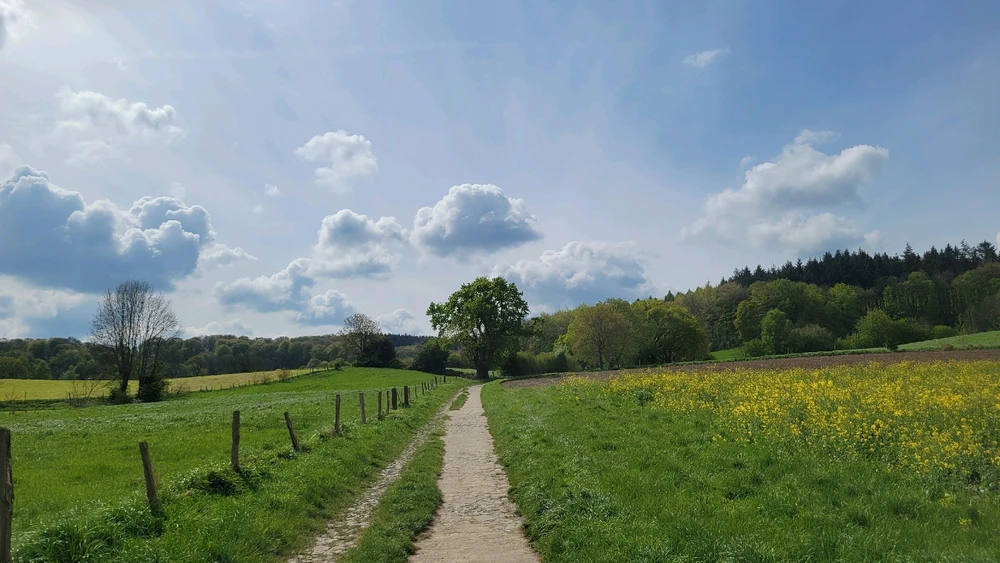 A bright sunny day, a tall tree is straight ahead in the distance, a path feeds towards it and around it. Fields surround it.