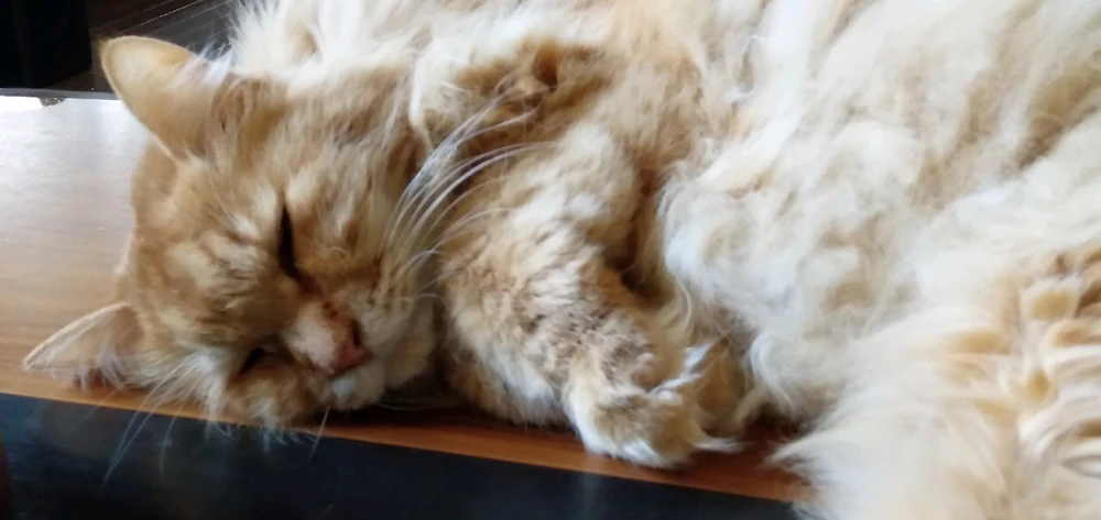 アシェラッドがアップロードした画像