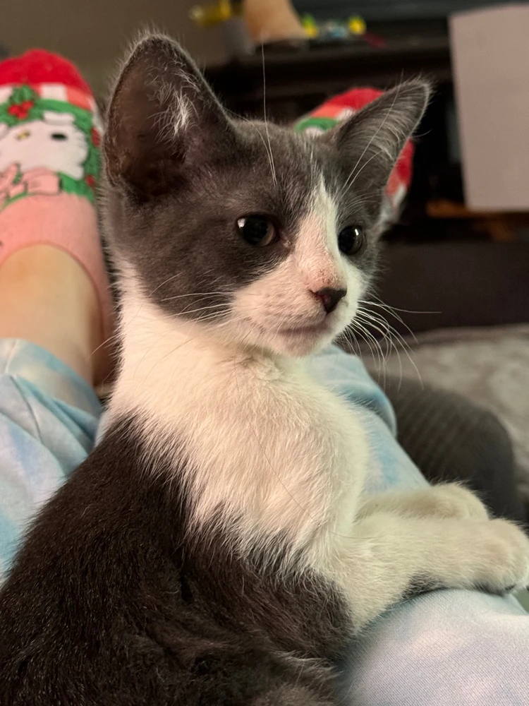 Image uploaded by Blueji