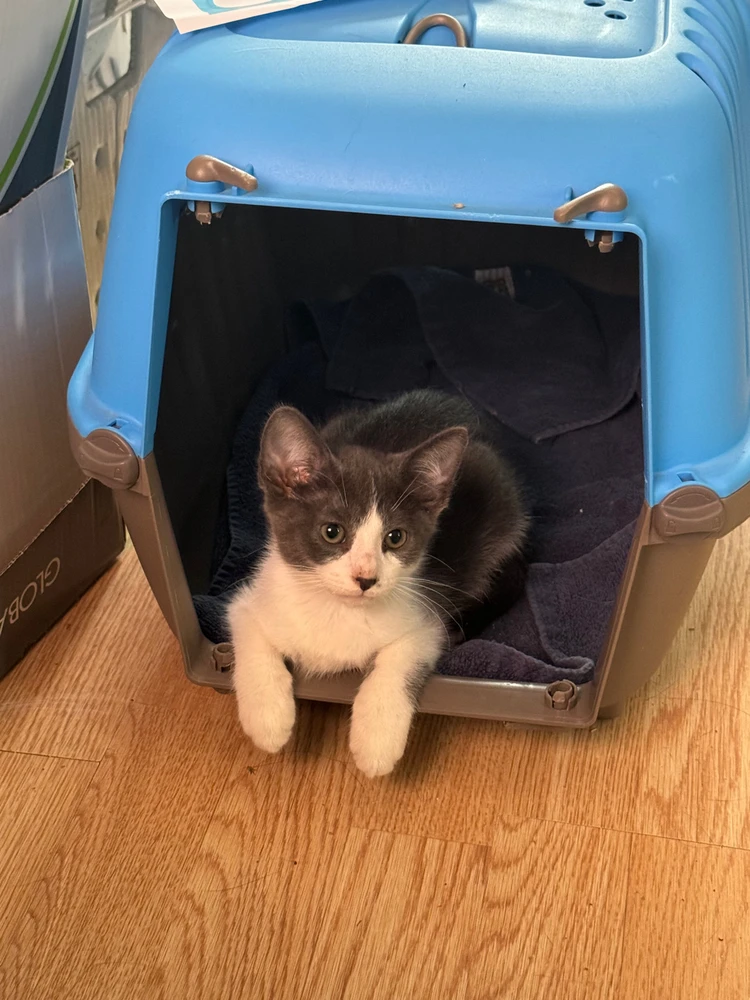 Image uploaded by Blueji