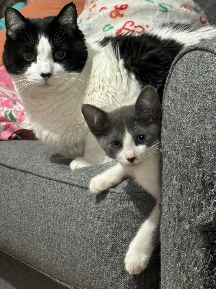 Image uploaded by Blueji