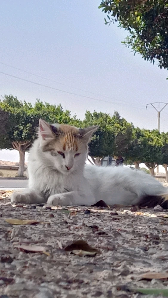 Image uploaded by Hakim