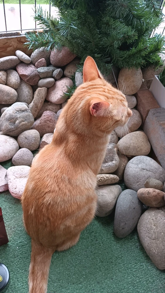 Image uploaded by Jonathan