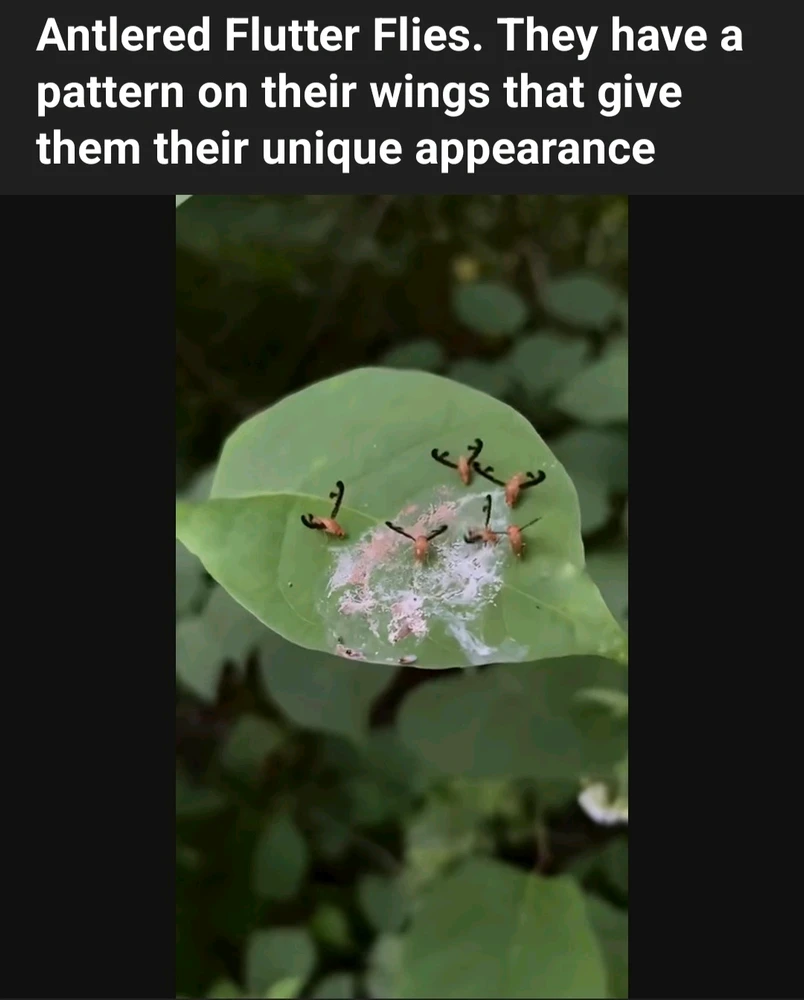 Gambar diunggah dening Dennis