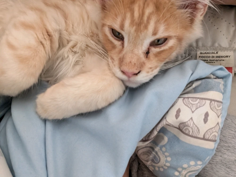 Íomhá uaslódáilte ag Foster