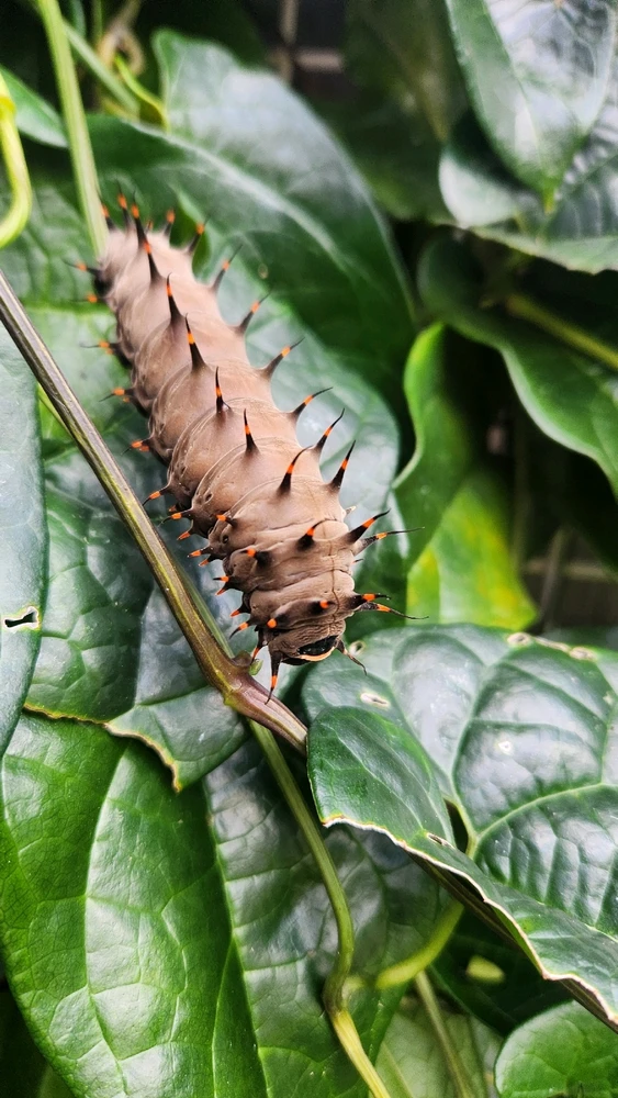 Kuranda Birdwing Caterpillar