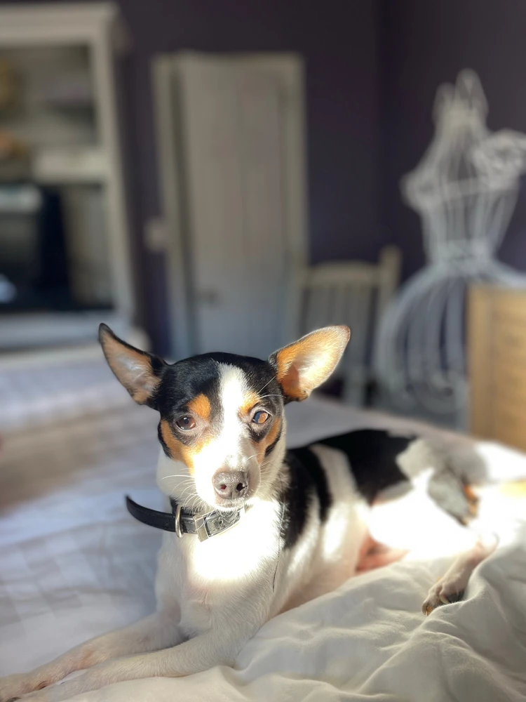 A black, brown, and mostly white chihuahua mix, sitting on a white duvet. The sun is beaming through a window onto her. 