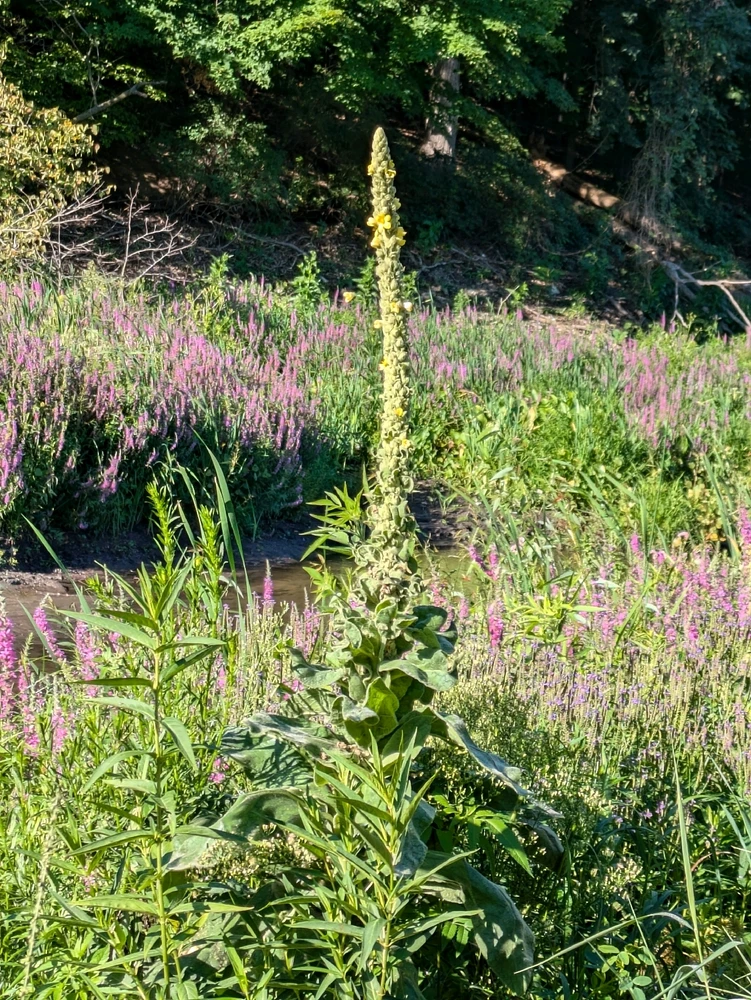 Mullein plant 