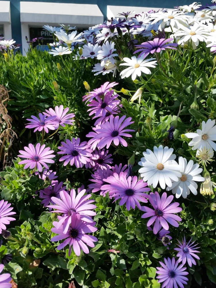 Image uploaded by ❤ Sophia aka Mango Mami ❤️