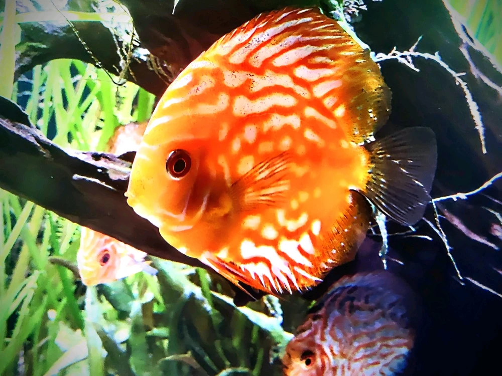 Image uploaded by ད 𝙏𝙚𝙠-𝙀 ཌ