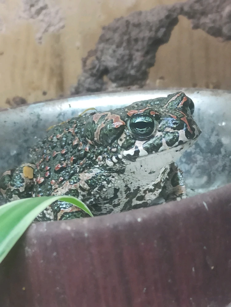 Image uploaded by Big ass toad