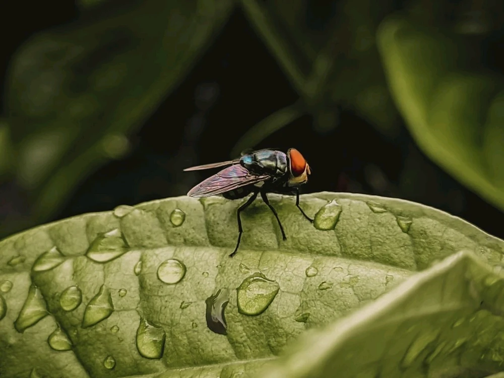 Gambar diunggah oleh Rafiq