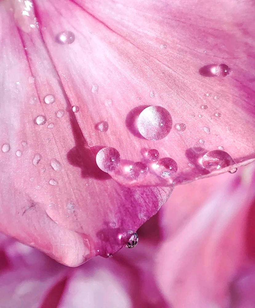 I-upload ni Lisa ang larawan