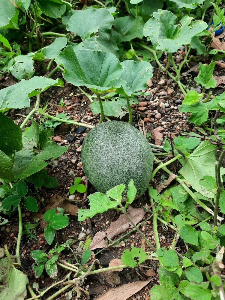 Imagen subida por Yan