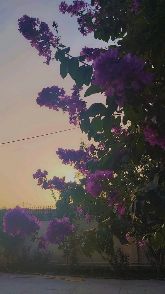 Image uploaded by Clownfish