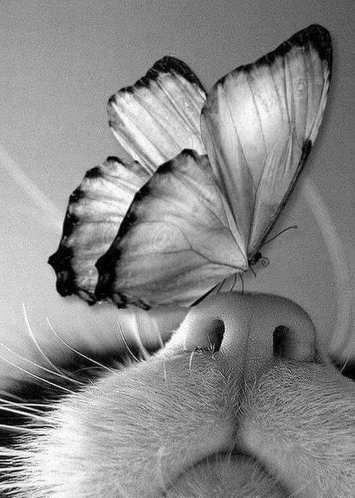 Image uploaded by Creer