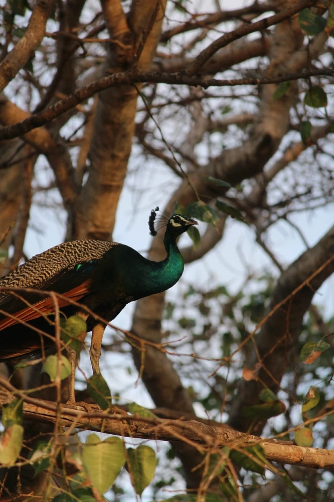 Adithyan അപ്‌ലോഡ് ചെയ്ത ചിത്രം